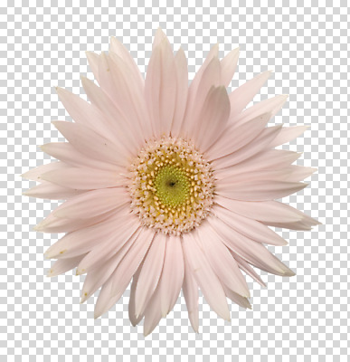 식물 편집 편집이미지 꽃잎 꽃 분홍색 컬러 한송이 사람없음 개화 데이지 PNG 편집소스 1 송이 파일형식