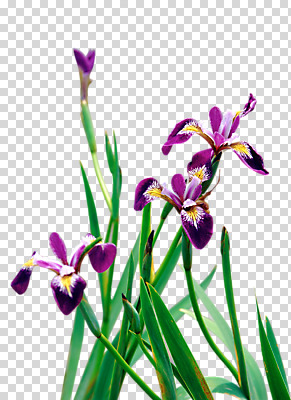 식물 편집 편집이미지 꽃 잎 나뭇잎 사람없음 보라색 PNG 꽃창포 편집소스 컬러 파일형식