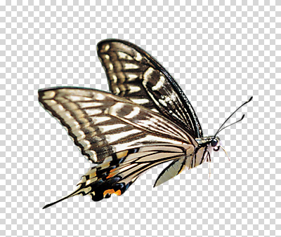 편집 편집이미지 한마리 나비 곤충 날개 사람없음 비행 날갯짓 나방 PNG 편집소스 동물 1 파일형식
