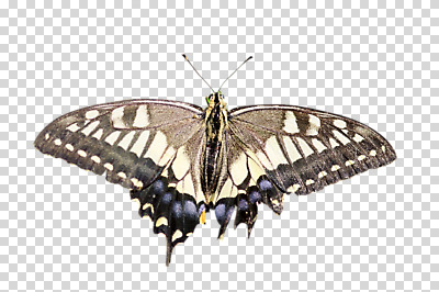 편집 편집이미지 한마리 나비 곤충 날개 사람없음 나방 PNG 편집소스 동물 1 파일형식