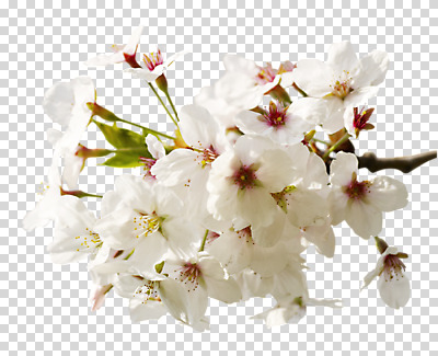 편집 편집이미지 꽃잎 꽃 꽃나무 사람없음 벚꽃 흰색 나뭇가지 개화 벚나무 PNG 편집소스 나무 식물 컬러 파일형식