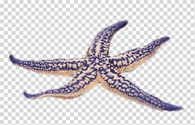 편집 편집이미지 계절 별 불가사리 사람없음 여름 오브젝트 PNG 오각형 편집소스 자연요소 도형 극피동물 파일형식