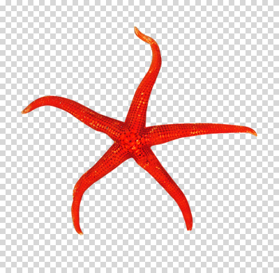 편집 편집이미지 계절 별 불가사리 사람없음 빨간색 여름 오브젝트 PNG 오각형 편집소스 자연요소 도형 컬러 극피동물 파일형식