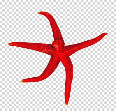 편집 편집이미지 계절 별 불가사리 사람없음 빨간색 여름 오브젝트 PNG 오각형 편집소스 자연요소 도형 컬러 극피동물 파일형식