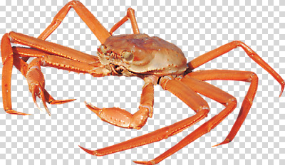 편집 편집이미지 한마리 식재료 갑각류 사람없음 게 킹크랩 PNG 대게 편집소스 동물 1 파일형식