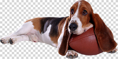 동물 편집 편집이미지 한마리 공 포유류 사람없음 반려동물 럭비 개 강아지 럭비공 PNG 반려 편집소스 1 구기 럭비용품 파일형식