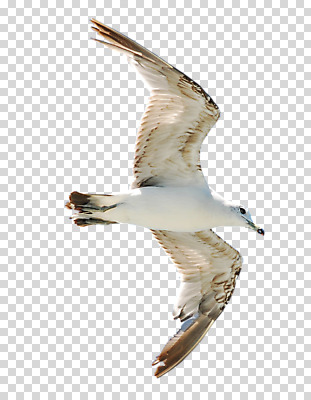 동물 편집 편집이미지 한마리 로우앵글 날개 갈매기 조류 사람없음 비행 깃털 날갯짓 PNG 편집소스 1 뷰포인트 파일형식