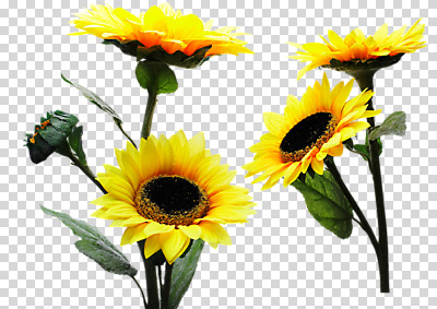 식물 편집 편집이미지 꽃 줄기 잎 나뭇잎 해바라기 사람없음 PNG 편집소스 파일형식