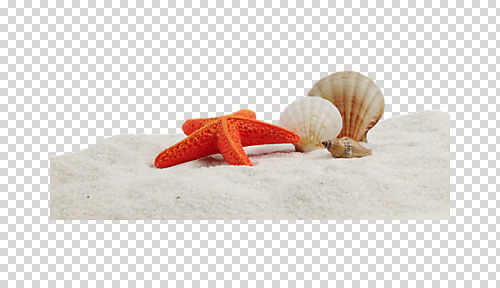 스튜디오촬영 편집 편집이미지 계절 컬러 어패류 불가사리 극피동물 실내 파노라마 사람없음 가로 여름 모래사장 바다동물 껍질 조개껍데기 소라 오브젝트 고둥 가리비 PNG 편집소스 동물 바다 조개 촬영기법 내부 수중동물 파일형식
