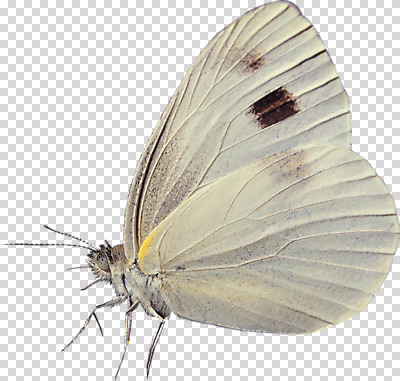 편집 편집이미지 한마리 나비 곤충 날개 사람없음 옆모습 흰색 나방 PNG 편집소스 동물 1 뷰포인트 컬러 파일형식