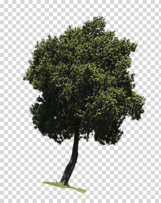 나무 식물 편집 편집이미지 한그루 사람없음 초록색 큼 PNG 수목 편집소스 1 컬러 크기 파일형식