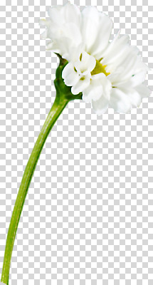 식물 편집 편집이미지 꽃잎 꽃 한송이 사람없음 흰색 개화 PNG 편집소스 1 컬러 송이 파일형식