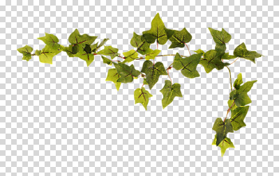 식물 편집 편집이미지 잎 나뭇잎 사람없음 초록색 나뭇가지 가장자리 테두리 PNG 편집소스 나무 컬러 둘레 파일형식