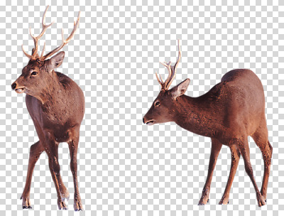 동물 편집 편집이미지 척추동물 육지동물 포유류 사슴 뿔 사람없음 수컷 PNG 사슴뿔 편집소스 파일형식