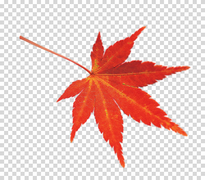 스튜디오촬영 식물 편집 편집이미지 계절 단풍 잎 나뭇잎 실내 사람없음 빨간색 가을 오브젝트 PNG 편집소스 컬러 내부 파일형식
