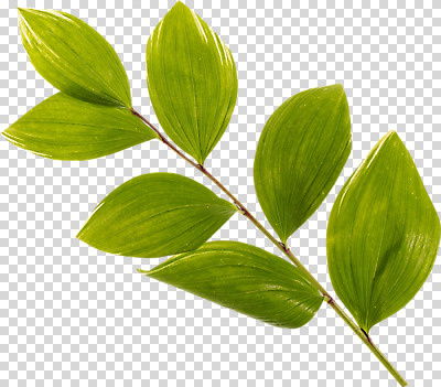 스튜디오촬영 식물 편집 편집이미지 잎 나뭇잎 실내 사람없음 초록색 나뭇가지 PNG 편집소스 나무 컬러 내부 파일형식