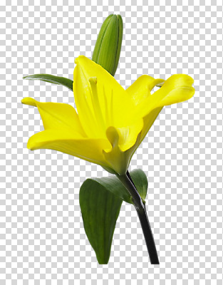 스튜디오촬영 식물 편집 편집이미지 꽃잎 꽃 잎 나뭇잎 실내 사람없음 노란색 개화 꽃봉오리 봉오리 PNG 편집소스 컬러 내부 파일형식