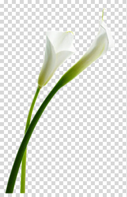 스튜디오촬영 식물 편집 편집이미지 꽃 줄기 컬러 실내 사람없음 흰색 카라 PNG 편집소스 내부 파일형식