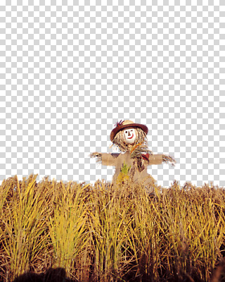 식물 편집 편집이미지 계절 열매 농업 자연 곡류 논 사람없음 농작물 농사 추수 벼 쌀 가을 허수아비 이삭 PNG 나락 편집소스 산업 생태계 파일형식
