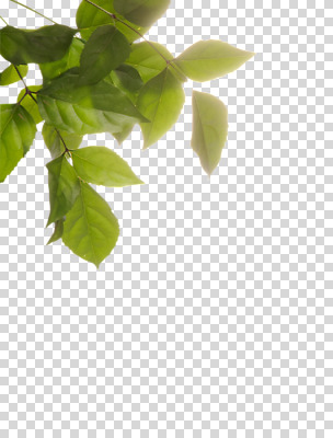 식물 편집 편집이미지 잎 나뭇잎 사람없음 PNG 편집소스 파일형식