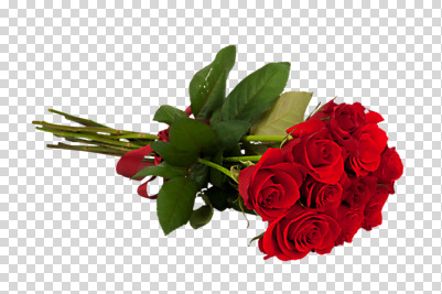 식물 편집 편집이미지 꽃 리본 컬러 꽃다발 여러송이 선물 이벤트 사람없음 가로 빨간색 장미 다발 묶기 오브젝트 이벤트용품 PNG 한다발 편집소스 다수 모션 파일형식
