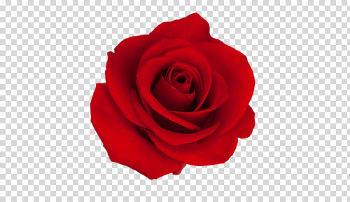 편집 편집이미지 꽃 사람없음 빨간색 장미 오브젝트 PNG 편집소스 식물 컬러 파일형식