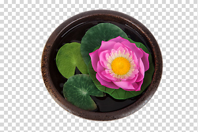 편집 편집이미지 꽃 분홍색 연꽃 사람없음 오브젝트 PNG 편집소스 식물 컬러 파일형식