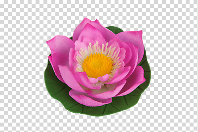 편집 편집이미지 꽃잎 꽃 분홍색 연꽃 사람없음 오브젝트 PNG 편집소스 식물 컬러 파일형식