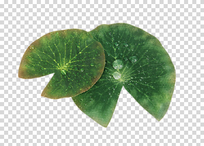 식물 편집 편집이미지 잎 사람없음 물방울 연잎 오브젝트 PNG 편집소스 파일형식
