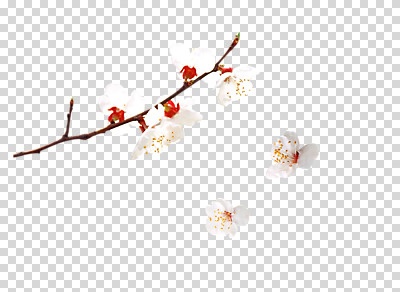 식물 편집 편집이미지 계절 꽃 컬러 여러송이 봄꽃 꽃나무 사람없음 봄 흰색 나뭇가지 매화 매화나무 PNG 편집소스 나무 다수 파일형식