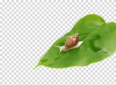 스튜디오촬영 식물 편집 편집이미지 한마리 계절 컬러 백그라운드 잎 자연 연체동물 실내 사람없음 초록색 봄 달팽이 식물백그라운드 PNG 편집소스 1 무척추동물 내부 생태계 파일형식