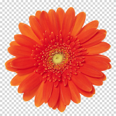 스튜디오촬영 식물 편집 편집이미지 꽃잎 꽃 컬러 한송이 실내 가을꽃 사람없음 주황색 거베라 PNG 편집소스 1 내부 송이 파일형식 가을_계절