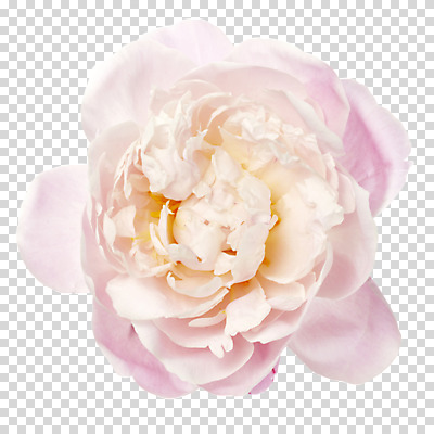 스튜디오촬영 식물 편집 편집이미지 꽃잎 꽃 분홍색 컬러 한송이 봄꽃 실내 사람없음 PNG 작약 편집소스 1 내부 봄 송이 파일형식