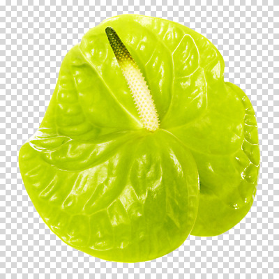 스튜디오촬영 식물 편집 편집이미지 꽃잎 꽃 컬러 한송이 실내 사람없음 초록색 PNG 안스리움 편집소스 1 내부 송이 파일형식