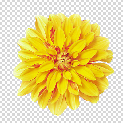 스튜디오촬영 식물 편집 편집이미지 꽃잎 꽃 컬러 한송이 실내 가을꽃 사람없음 노란색 달리아 PNG 편집소스 1 내부 송이 파일형식 가을_계절