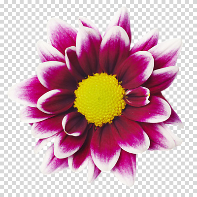 스튜디오촬영 식물 편집 편집이미지 꽃잎 꽃 컬러 한송이 국화 실내 가을꽃 사람없음 소국 PNG 편집소스 1 내부 송이 파일형식 가을_계절