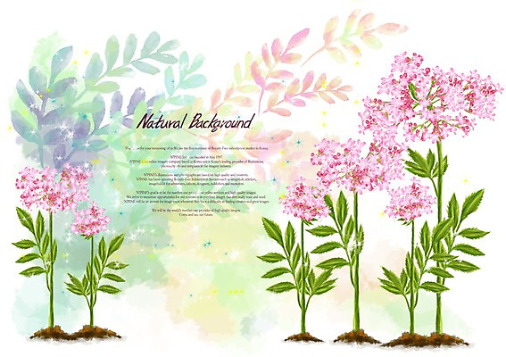 PSD 식물 꽃 분홍색 백그라운드 꽃백그라운드 일러스트 사람없음 풀 쥐오줌풀 국내일러스트 컬러 파일형식