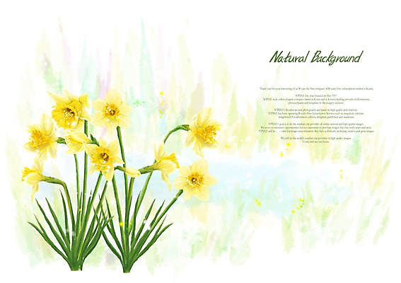 PSD 식물 꽃 백그라운드 꽃백그라운드 일러스트 사람없음 노란색 수선화 국내일러스트 컬러 파일형식