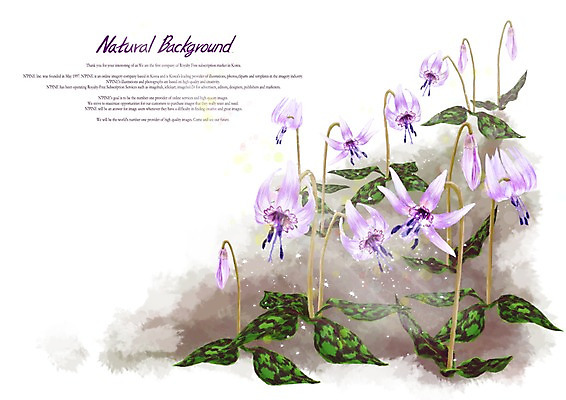 PSD 식물 꽃 백그라운드 꽃백그라운드 일러스트 사람없음 보라색 연보라색 얼레지 국내일러스트 컬러 파일형식