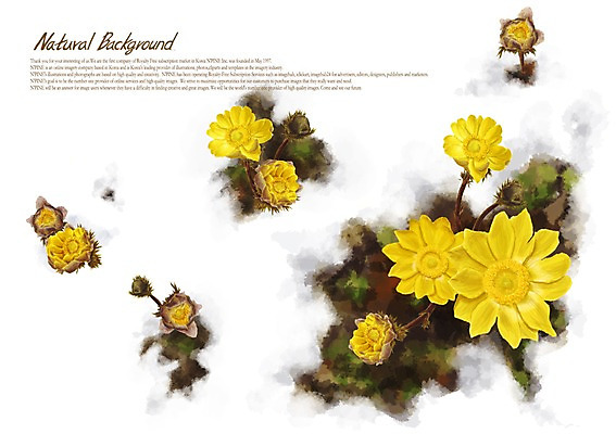PSD 식물 꽃 백그라운드 꽃백그라운드 일러스트 사람없음 노란색 풀 복수초 국내일러스트 컬러 파일형식