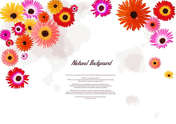 PSD 식물 꽃잎 꽃 분홍색 백그라운드 꽃백그라운드 일러스트 국화 사람없음 노란색 주황색 국내일러스트 컬러 파일형식