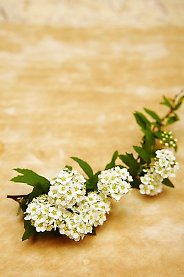 포토 JPG 스튜디오촬영 식물 꽃 실내 사람없음 흰색 설유화 국내포토 컬러 내부 파일형식