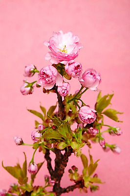 포토 JPG 스튜디오촬영 식물 꽃 분홍색 실내 꽃나무 사람없음 벚꽃 나뭇가지 겹벚꽃 국내포토 나무 컬러 내부 파일형식