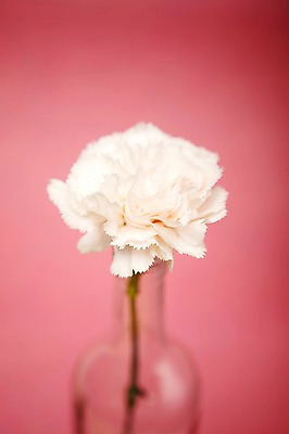 포토 JPG 스튜디오촬영 식물 꽃 한송이 유리병 실내 사람없음 흰색 병 카네이션 국내포토 1 식기 컬러 병_용기 내부 송이 파일형식