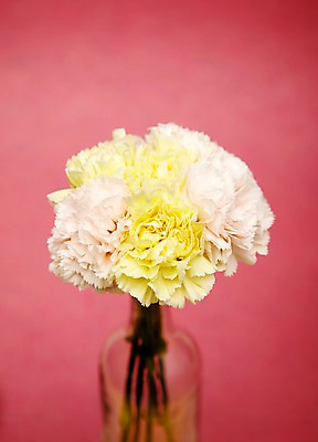 포토 JPG 스튜디오촬영 식물 꽃 한송이 유리병 실내 사람없음 노란색 흰색 병 카네이션 국내포토 1 식기 컬러 병_용기 내부 송이 파일형식