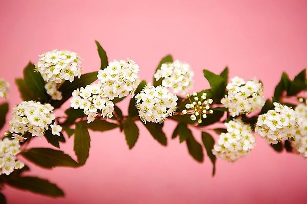 포토 JPG 스튜디오촬영 식물 꽃 실내 사람없음 흰색 설유화 국내포토 컬러 내부 파일형식
