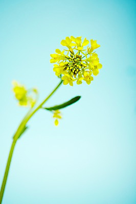 포토 JPG 스튜디오촬영 식물 꽃 한송이 실내 사람없음 노란색 유채 국내포토 1 컬러 내부 송이 파일형식