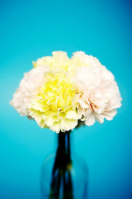 포토 JPG 스튜디오촬영 식물 꽃 한송이 유리병 실내 사람없음 노란색 흰색 병 카네이션 국내포토 1 식기 컬러 병_용기 내부 송이 파일형식