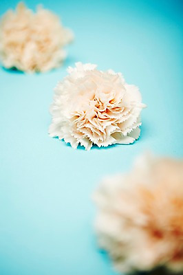 포토 JPG 스튜디오촬영 식물 꽃 실내 사람없음 흰색 카네이션 국내포토 컬러 내부 파일형식