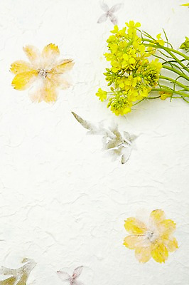 포토 JPG 스튜디오촬영 식물 꽃 종이 꽃무늬 벽지 실내 사람없음 노란색 유채 국내포토 컬러 무늬 내부 파일형식